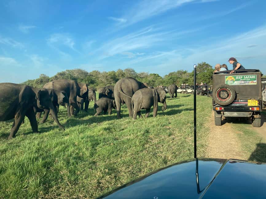 From Trincomalee: Minneriya National Park 4X4 Jeep Safari - The guide experience: why explanations can change what you notice