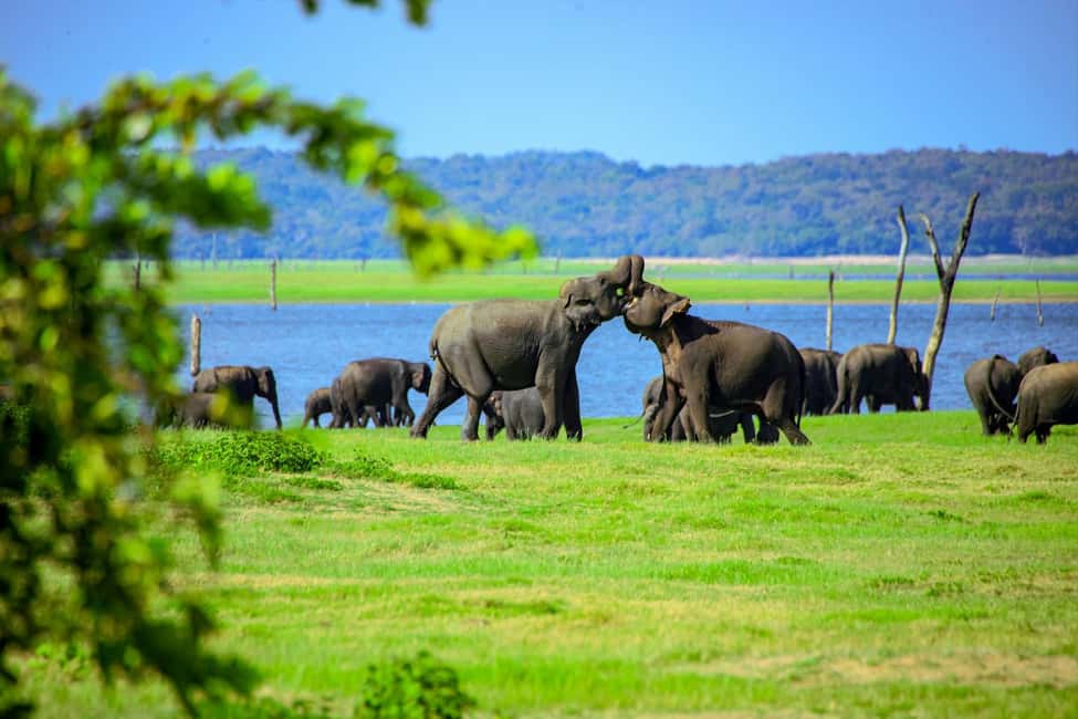 From Trincomalee: Minneriya National Park 4X4 Jeep Safari - What to pack and how to prepare (so the safari feels easy)