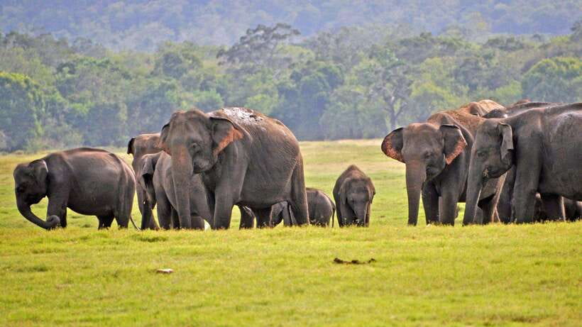 From Udawalawa : Udawalawa National Park Safari Tours - Key highlights worth noting