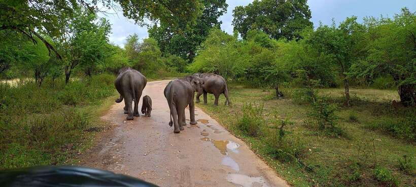 From Udawalawa : Udawalawa National Park Safari Tours - Inside Udawalawa National Park: elephants and the rest of the cast