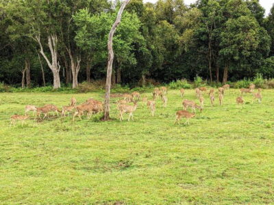 From Udawalawa : Udawalawa National Park Safari Tours - Getting to the park: your 4x4 jeep comfort matters