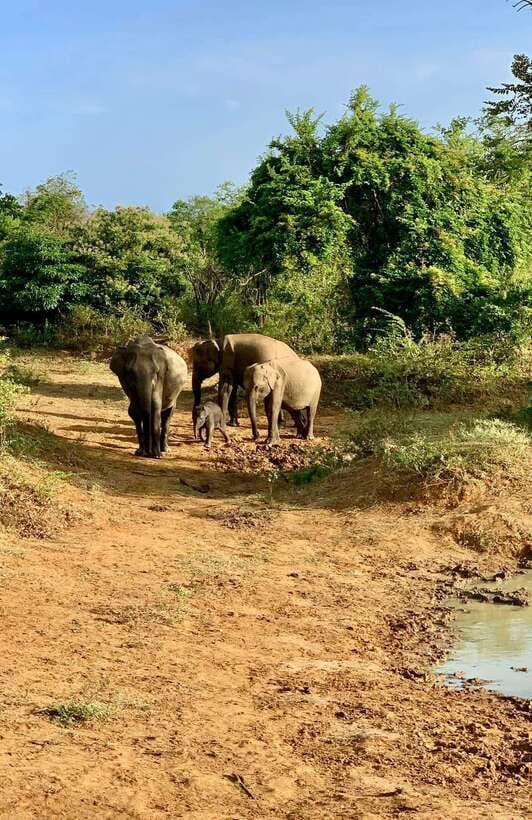 From Udawalawa : Udawalawa National Park Safari Tours - Should you book this Udawalawe safari with Tiger Safaris?