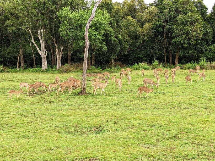 From Udawalawa : Udawalawa National Park Safari Tours - Getting to the park: your 4x4 jeep comfort matters