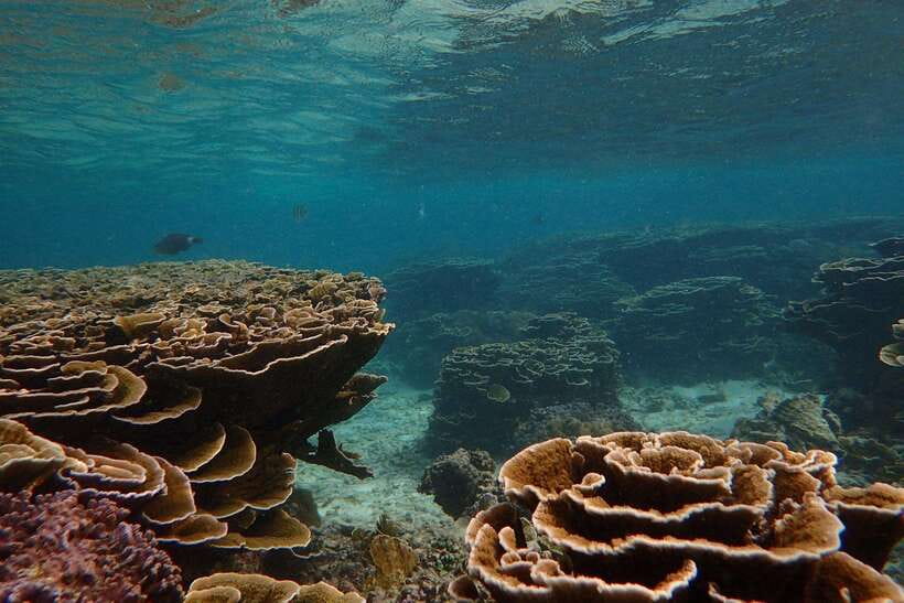 From Uppuveli Beach: Pigeon Island Snorkeling Tour - Price and value: $50 plus LKR 13,000 park entrance fee