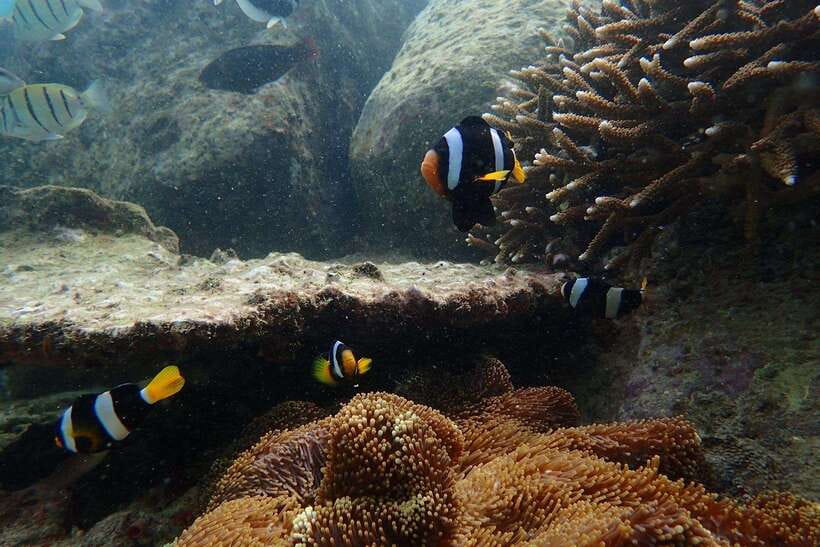 From Uppuveli Beach: Pigeon Island Snorkeling Tour - What to bring from Uppuveli Beach for a smoother snorkel