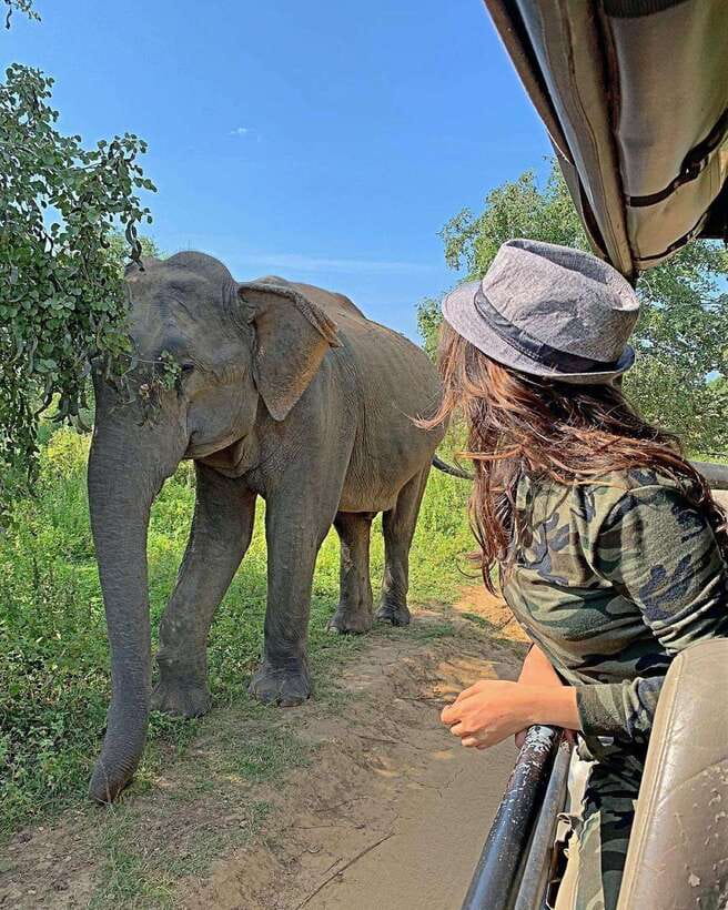 From Weligama : Udawalawa National Park Safari Tour - The Udawalawe safari drive: what you’re likely to spot in real time