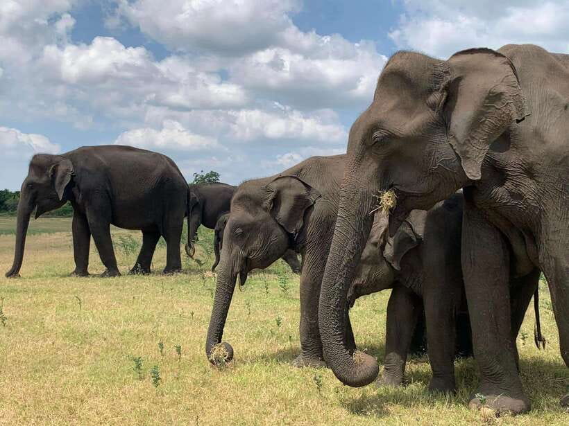 From Weligama : Udawalawa National Park Safari Tour - Why the guide matters: Batu-level spotting and explanations