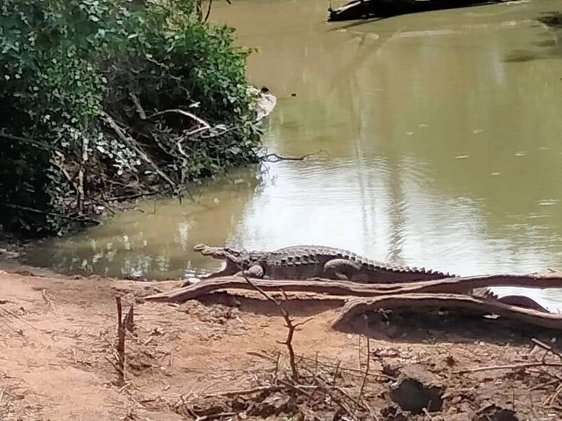 From Weligama : Udawalawa National Park Safari Tour - Who this safari suits best