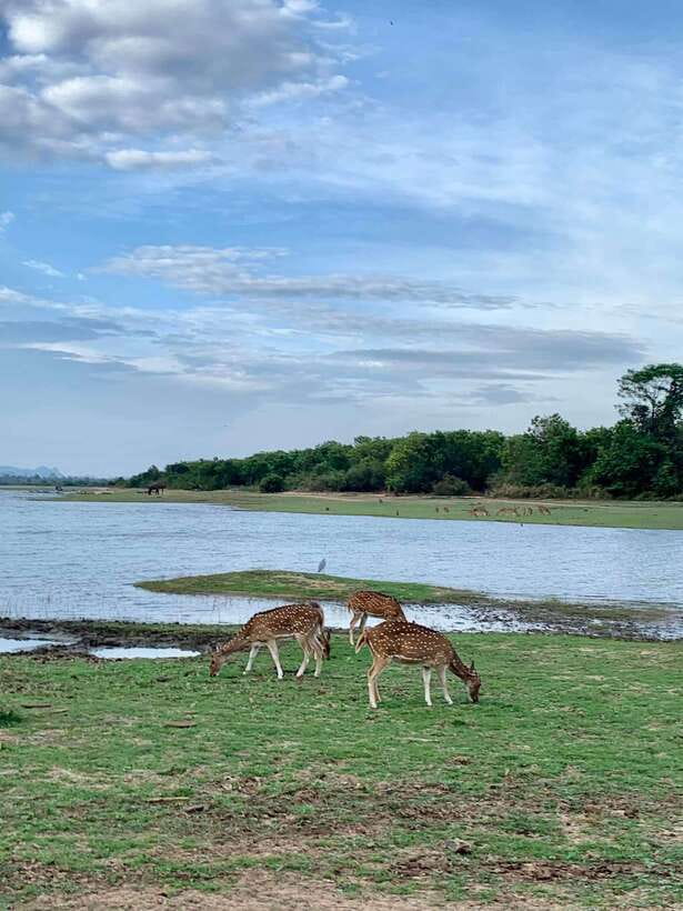 From Weligama : Udawalawa National Park Safari Tour - Practical call: should you book this from Weligama?