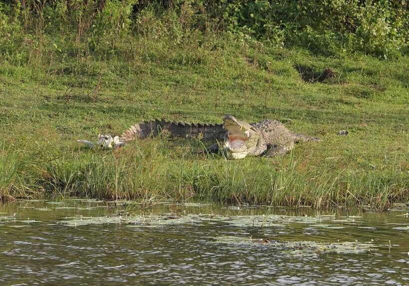 From Weligama : Udawalawa National Park Safari Tour - Elephant Transit Home: the conservation piece that makes the day click