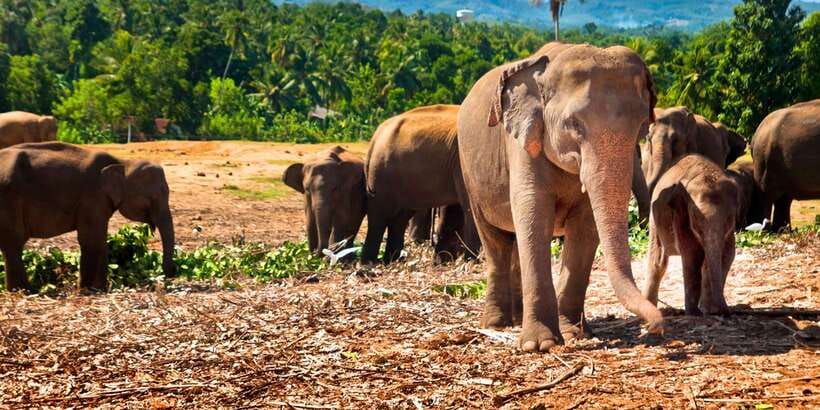 From west coast: Kandy, Tooth temple, Botanical & Tea garden - How Long Is Enough? Timing Inside a One-Day Kandy Plan