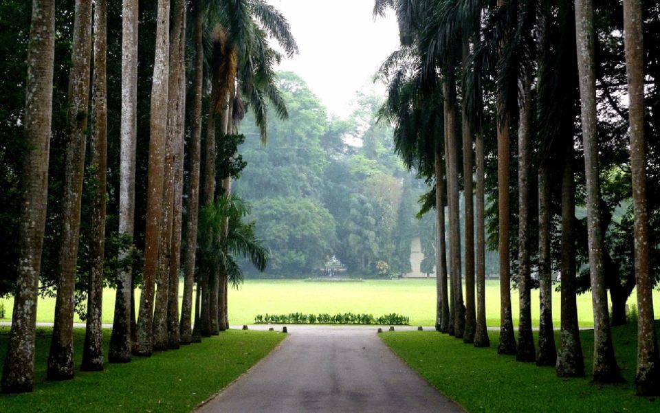 From west coast: Kandy, Tooth temple, Botanical & Tea garden - Peradeniya Botanical Garden Walk for Orchids and Birdlife
