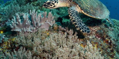 From Western Province: 2-Day Hill Country Highlights Trip - Day 1 in Motion: Hikkaduwa Sea Turtles, Galle Fort Walk, and Udawalawe Safari