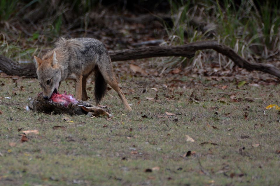 From Western Province: 2-Day Hill Country Highlights Trip - Practical Tips: Packing Light, Wildlife Timing, and Train Weather Reality