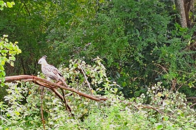 Fully Private Udawalawe National Park Safari Tour - Full-Day Private Udawalawe Safari from Galle: what you’re buying