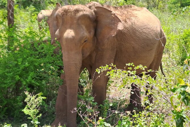 Fully Private Udawalawe National Park Safari Tour - Price and value: $95 plus the park fees you must plan for