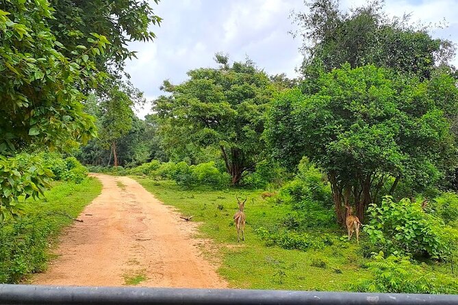 Fully Private Udawalawe National Park Safari Tour - Getting picked up: the comfort and the tradeoff