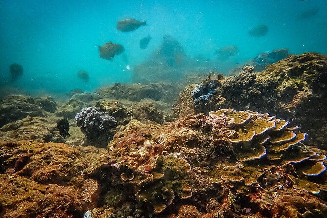 Fun Dives For Certified Divers - The guide factor: names you might see and why it matters