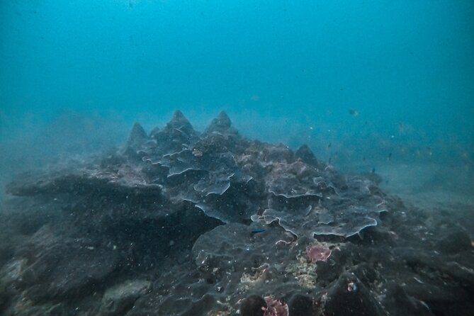 Fun Dives For Certified Divers - Price and Value: Why $48.15 Can Make Sense Here