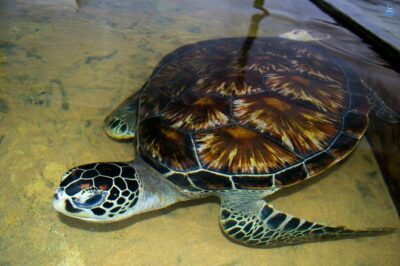 Galle Day Tour: Boat Safari, Dutch Fort, Stick Fishing & Turtles - Private pickup and an air-conditioned car (the real luxury)