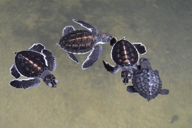 Galle Day Tour: Boat Safari, Dutch Fort, Stick Fishing & Turtles - Moonstone mine and gem palace: what a “free admission” stop means for your day