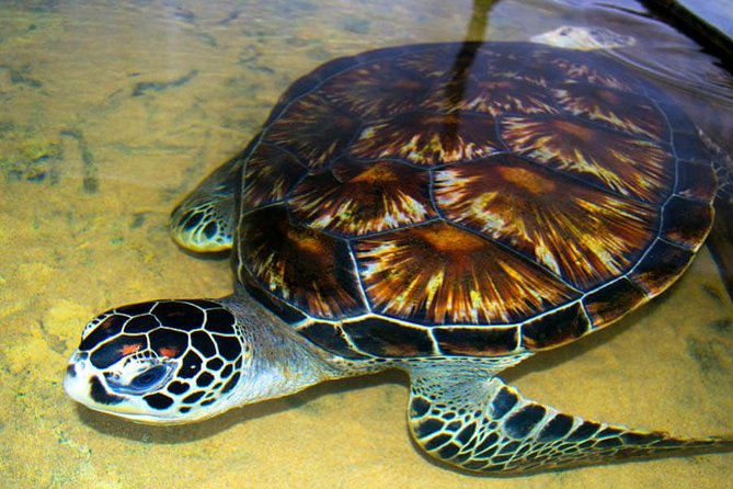 Galle Day Tour from Colombo or Negombo by Private Car , Van with Driver - Stop 2: Madu River Safari near 64 islands (own cost)