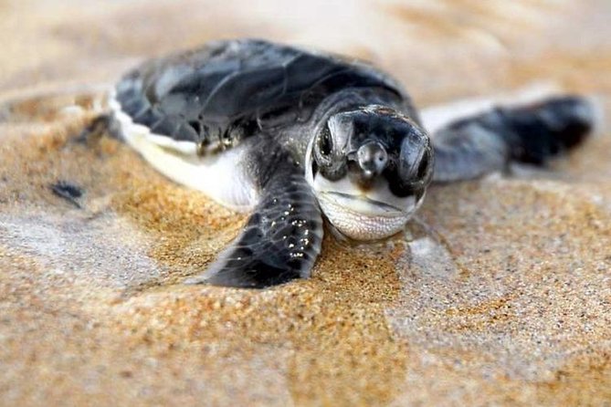 Galle Day Trip From Colombo - Turtle Hatchery in Hikkaduwa: A Short Wildlife Moment