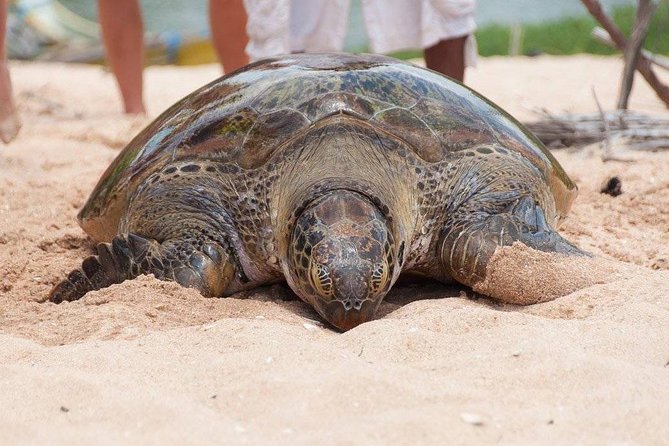 Galle Day Trip From Colombo - Timing and How to Prepare for a One-Day Pace