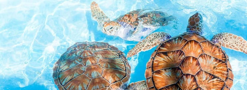 Galle Day Trip - River Safari, Sea Turtle & Stilt Fishermen - Bentota River Safari Through Mangroves: Wildlife Viewing Without the Pressure