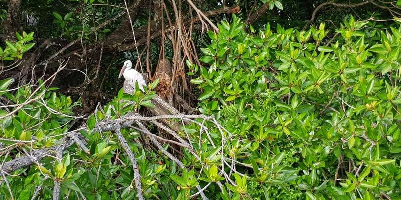 Galle Day Trip with River Safari, Sea Turtles & Tea Factory - Getting from your hotel zone to Galle Fort fast