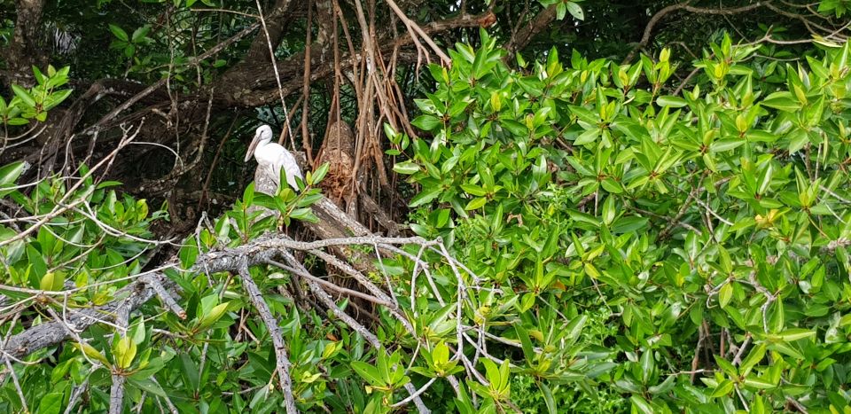 Galle Day Trip with River Safari, Sea Turtles & Tea Factory - Tea plantation and factory: the real process behind Sri Lankan tea