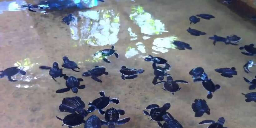 Galle Day Trip with River Safari, Sea Turtles & Tea Factory - A Buddhist temple visit: a quiet cultural anchor