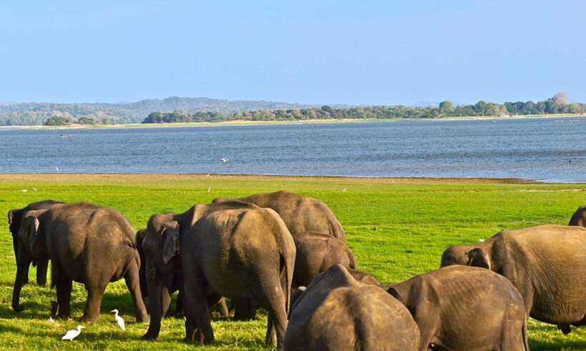 Galle/Mirissa/Hiriketiya: Drop to Ella & Udawalawa Safari - Who should book this transfer-plus-safari