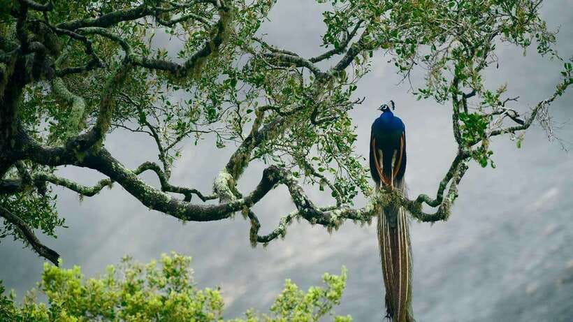 Galle/Mirissa/Hiriketiya: Drop to Ella & Udawalawa Safari - Should you book this one?