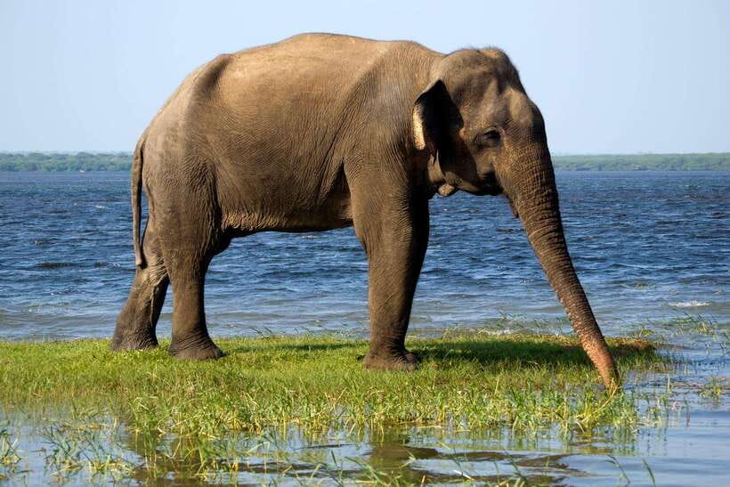 Galle/Mirissa/Hiriketiya: Drop to Ella & Udawalawa Safari - FAQ