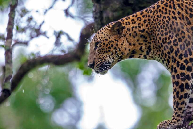 Galle/Mirissa/Tangalle: Transfer to Ella & Yala Safari - Key Things That Make This Tour Worth Your Time