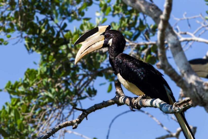 Galle/Mirissa/Tangalle: Transfer to Ella & Yala Safari - Practical Tips for a Smoother Safari-to-Ella Day