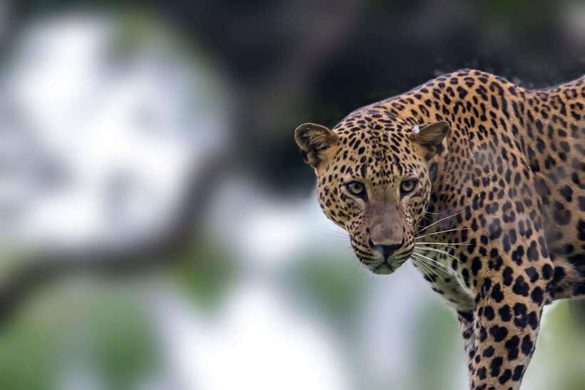 Galle/Mirissa/Tangalle: Transfer to Ella & Yala Safari - The Transfer to Yala: Comfortable Roads Before the Bumpy Part