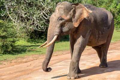 Galle/Mirissa/Tangalle: Transfer to Ella & Yala Safari - Pickup Across the South Coast: Where You’ll Start and What the Day Feels Like