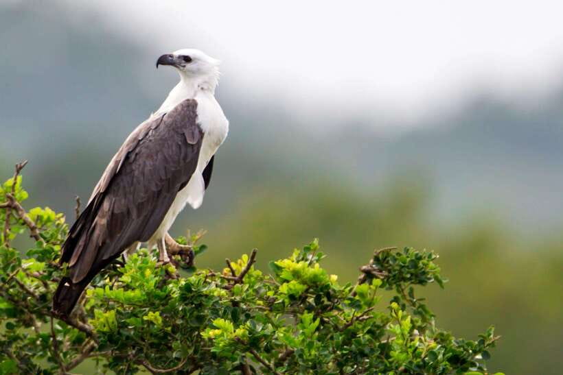 Galle/Mirissa/Tangalle: Transfer to Ella & Yala Safari - Yala National Park Safari: How the 3 Hours Are Built for Sightings