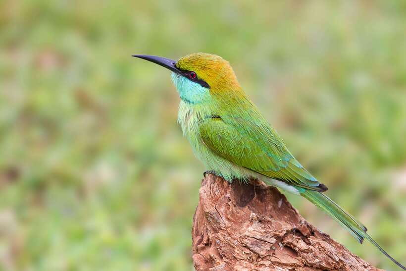 Galle/Mirissa/Tangalle: Transfer to Ella & Yala Safari - Wildlife Targets You Can Actually Plan For