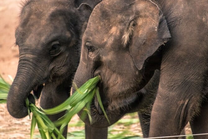 Galle/Mirissa/Tangalle: Transfer to Ella & Yala/Udawalawa Safari - Price and value: what you’re really paying for