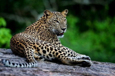 Galle/Mirissa/Tangalle: Transfer to Ella & Yala/Udawalawa Safari - Yala National Park safari: your best shot at the big cats