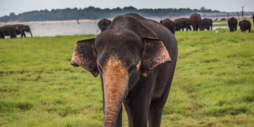 Galle/Mirissa: Yala & Udawalawe Safari Day Trip with Picnic - Guide names that came up: and why it matters