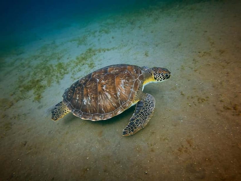 Galle Private Day Tours with Sea Turtles visit & Boat Safari - Key Things That Make This Tour Worth Your Time