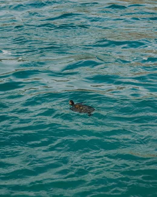 Galle Private Day Tours with Sea Turtles visit & Boat Safari - What to Pack for a Turtle Beach Day