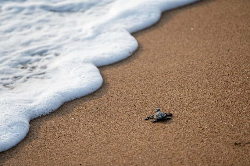 Galle Private Day Tours with Sea Turtles visit & Boat Safari - Turtle Beach and the Turtle Conservation Project: More Than Just Sightseeing
