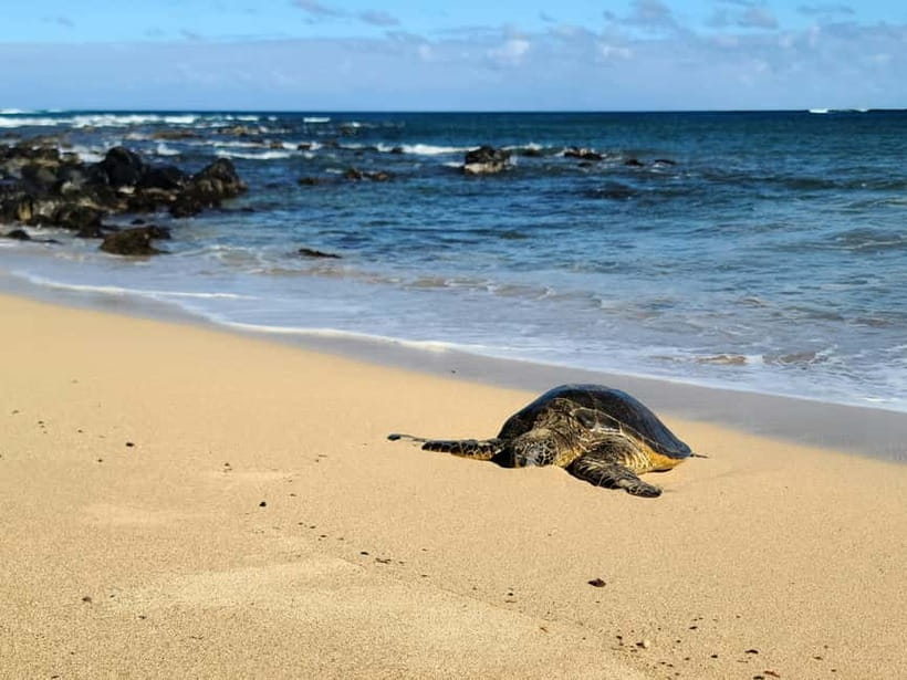 Galle Private Day Tours with Sea Turtles visit & Boat Safari - Ahungalla and Hikkaduwa Photo Stops: Small Stops With Good Payoff