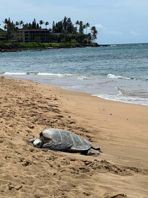 Galle Private Day Tours with Sea Turtles visit & Boat Safari - The Guide Factor: What People Notice Most