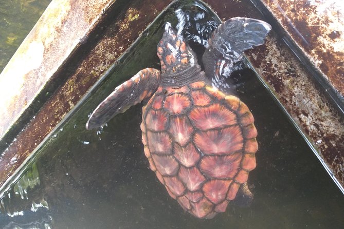 Galle sightseeing tour - Sea Turtle Farm and Hatchery (Habaraduwa): more than a quick photo stop